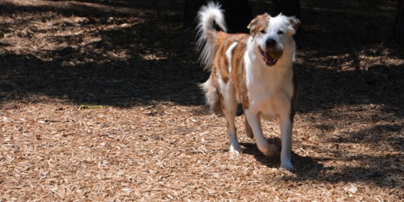 New Downtown Raleigh Pop-Up Dog Park