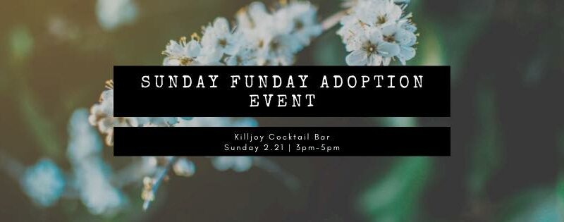 Sunday Funday Adoption Event at Killjoy with Cause for Paws