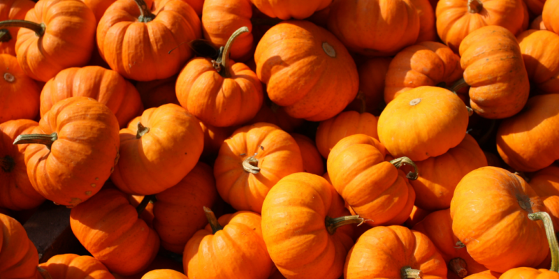 Pumkpin Spice Local Treats