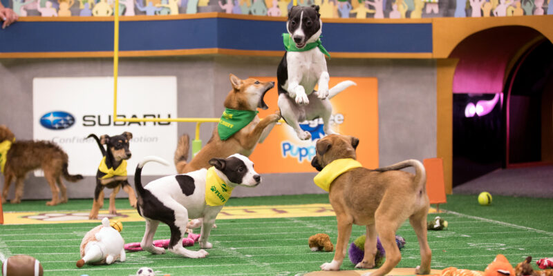 Puppy Bowl XIV