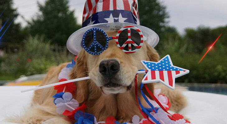 Fourth of July Dog