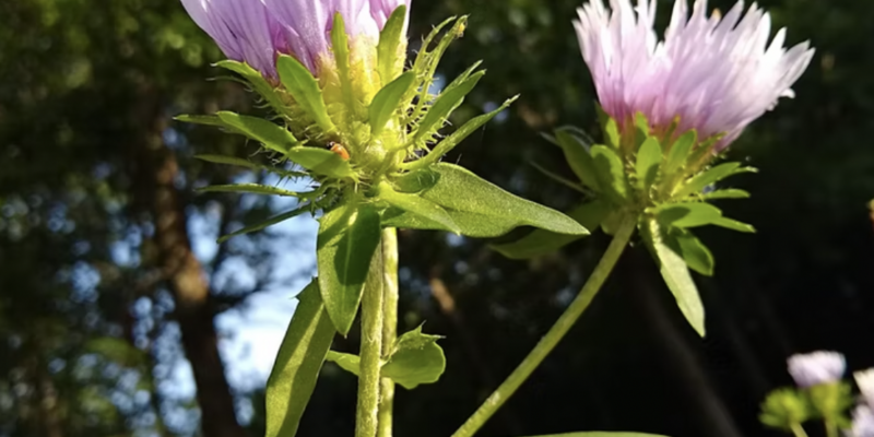 Plant Sale and Garden Party at Portridge