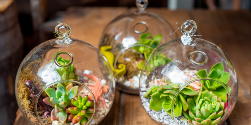Desert Terrarium Workshop Urban Pothos