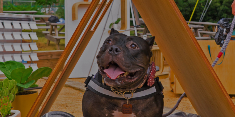 Raleigh Weekend Barkitecture