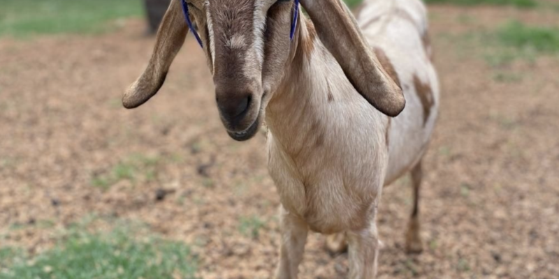 Spring Haven Farm Goatstravaganza