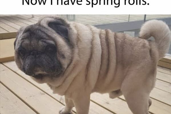 Spring Has Sprung Raleigh Weekend Friday Five