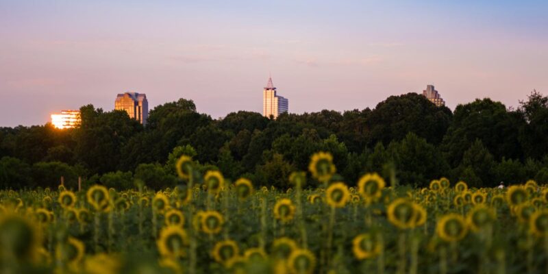 Dorothea Dix Park Sunflower Field