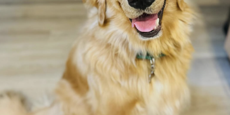 Neuse River Golden Retriever Rescue