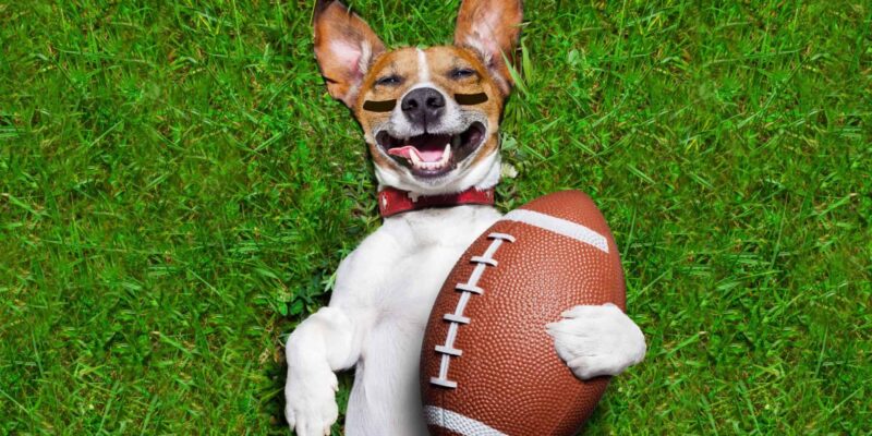 Super Bowl Doggy Pic