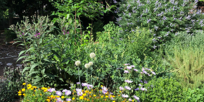 Native Plant Sale Raleigh