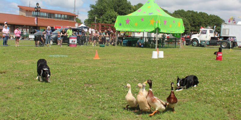 Got to be NC Festival