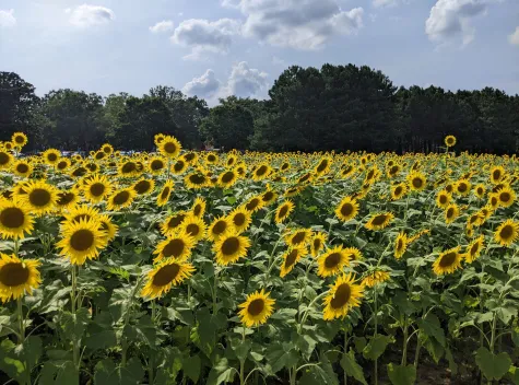 Dix Park Sunflower Field
