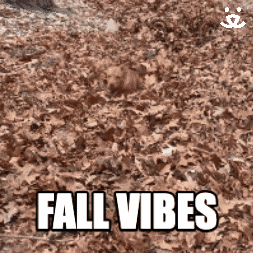 Fall Vibes Gif