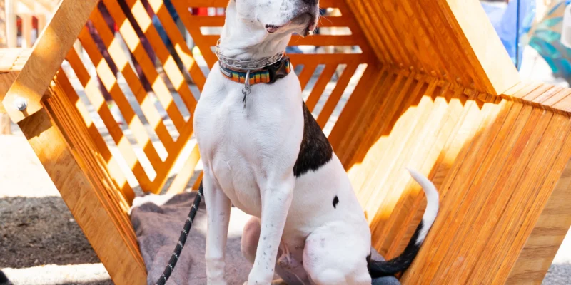 Triangle Barkitecture