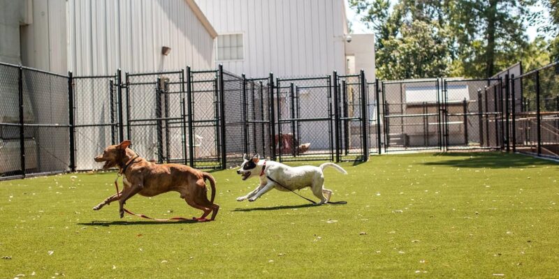 Friends of Wake County Animal Center - All photography courtesy of Landfill Dogs