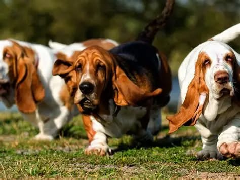Basset Hounds Meetup at the Park in Raleigh