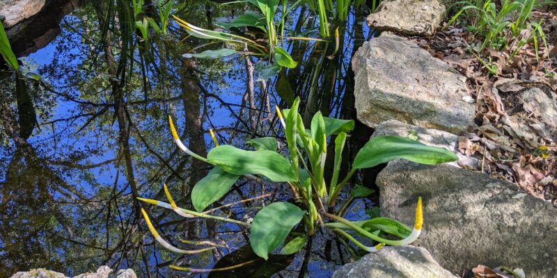 Margaret Reid Wild Flower Garden Easter Open House