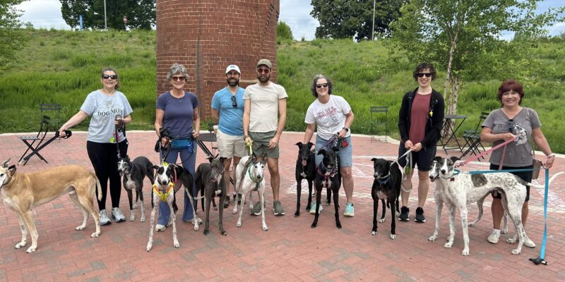 Greyhound Care and Adoption of NC Art Walk
