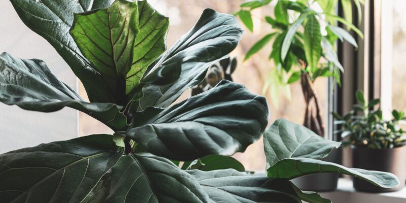 Plant Events in Raleigh